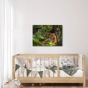 Pihenő tigris képe (70x50 cm)