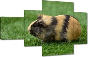 Vászonkép 130x80 Tengerimalac