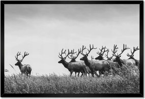 Poszter keretben 60x40 Szarvascsorda Felszarvazott
