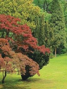 Garden poszter, fotótapéta, Vlies (206x275 cm, álló)