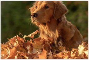 Poszterek 155x105 Őszi kutya portré fotó