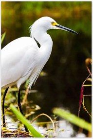 Poszterek 80x120 Kalapos madár Tájkép Kilátás