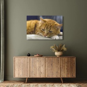 Macska képe (90x60 cm)