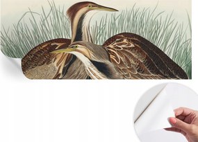 Divatos öntapadós fali tapéta Madarak realisztikus 250x104 cm