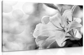 Kép liliom virág absztrakt háttéren fekete fehérben