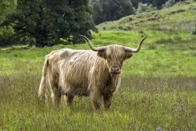 Poszter 45x30cm Hegyi tehén 2, Assaf Frank