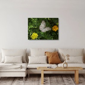 Kép - fehér pillangó (üvegen) (70x50 cm)