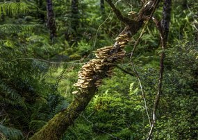 Poszter 59,4x42cm Gomba a fán, Assaf Frank