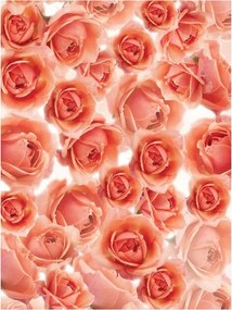 Fotótapéta flizelina Rózsa Csokor kert romantika finomság 184x254 +ragasztó