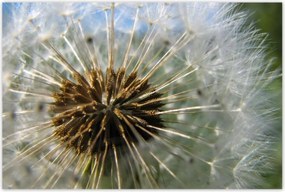 Poszterek 120x80 Pitypang Virág Virágok