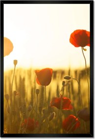 Poszterek keretben 40x60 Pipacsok napfelkeltekor