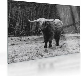 Üveg kép - Skót tehén (70x50 cm)