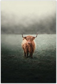 Poszterek 80x120 Skót szőrös tehén