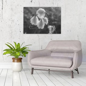 Kép - Cottongrass (70x50 cm)