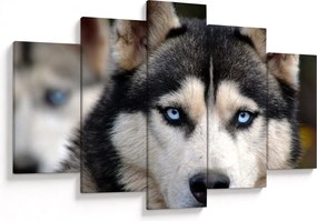 Husky kutya kép (150x105 cm)
