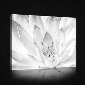 Vászonkép, Fekete-fehér virág, 80x60 cm méretben
