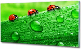 Fotó-üvegkép Katicabogár a fűben 125x50