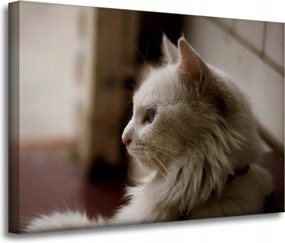 Vászonkép Állatok Fehér macska 70x50 cm