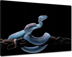 Vászonkép 100x70 Kék kígyó vipera