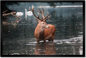 Poszter keretben 60x40 Szarvas felszarvazott
