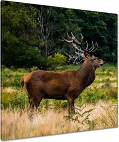 VĂĄszonkĂ©p 80x80 ĂriĂĄs szarvas TĂĄjkĂ©p