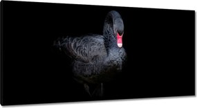 Vászonkép 115x55 Gyönyörű fekete hattyú