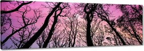 Vászonkép 90x30 Erdő Fák Kilátás alulról