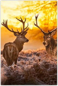 Poszterek 60x90 Szarvasok a rikkancson