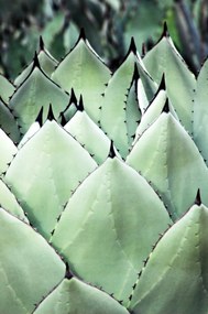 Agawa poszter B1 100x70cm kép #144