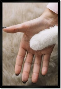 Poszterek keretben 40x60 Cica Cicák