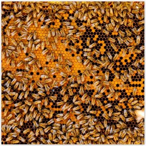 Poszterek 140x140 Édes méz szelet