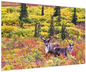 Kép - Caribou, Alaszka (90x60 cm)