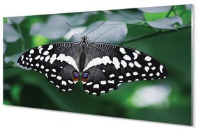 Akrilkép Színes pillangó levelek 100x50 cm
