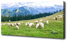 Feszített vászonkép Sheep a tátrában oc-121151461