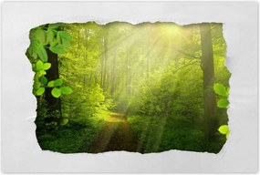 Poszterek 60x40 Varázslatos erdő Sugárzás