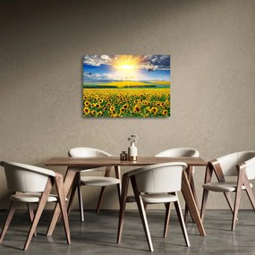 Kép - Napraforgó mező (üvegen) (70x50 cm)