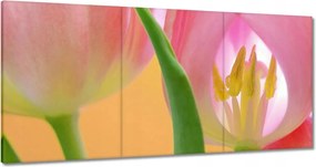 Vászonkép 180x90 Rózsaszín tulipánok