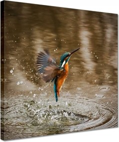 Vászonkép 30x30 Vízivó madár Madár