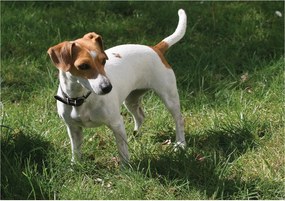 Jack Russell flizelin fotótapéta fű energia dekoráció 254x184 +ragasztó