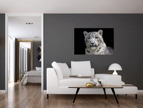 Kép - Snow Leopard (90x60 cm)