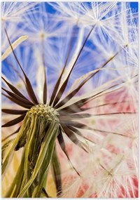 Poszterek 70x100 Pitypang színes