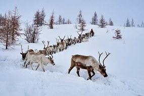 Fotográfia Mongolia, Tsaatan, reindeer transhumance, Tuul & Bruno Morandi