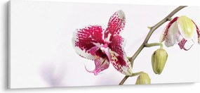 Orchidea virág képe (120x50 cm)
