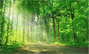 Fotótapéta Flizelin Dekoratív az irodába Erdei ösvény 416x254 Ragasztó