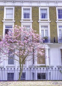 Poszter 20,5x28,4cm Magnóliafa a londoni ház előtt, Assaf Frank