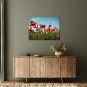 Kép - Pipacsos mező (70x50 cm)
