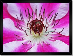 Poszterek keretben 40x30 Fehér-lila szirmok