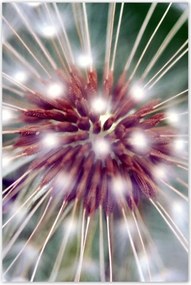 Poszterek 80x120 Pitypang Virág Virágok