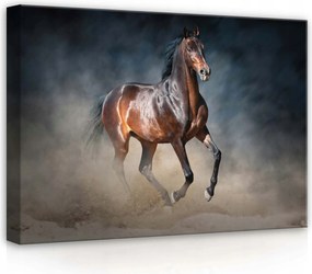Vászonkép 70x50 Ló mozgás por szabadság erő dinamika energia kecsesség erő sötét