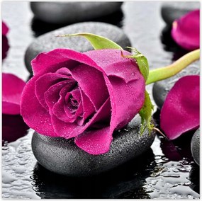 Poszterek 30x30 Rózsaszín rózsa köveken